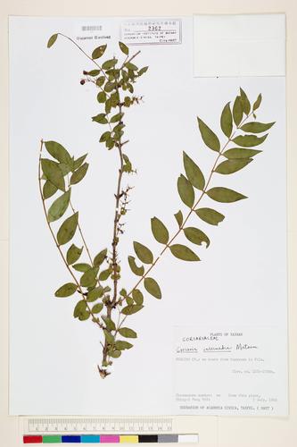 Coriaria intermedia Matsum.