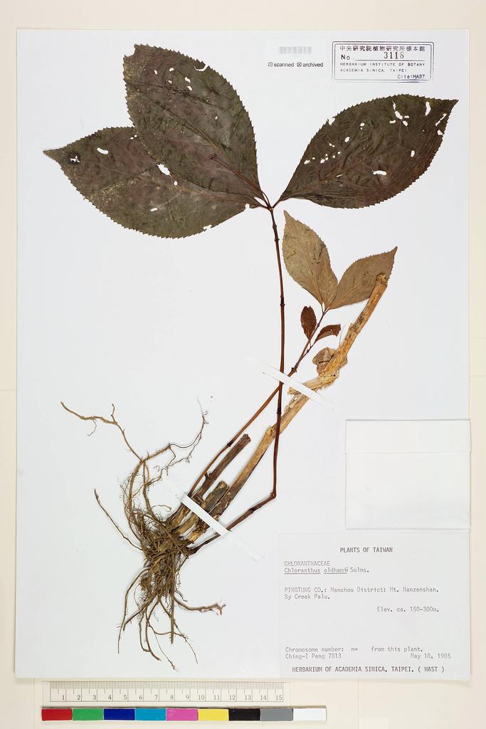 <Unit #18500 Peng, Ching-I | 彭鏡毅 | 7813:: | Chloranthus oldhamii Solms>