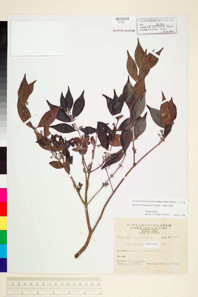 <Unit #68317 Chuang, C. C. |  | 2207:: | Decaspermum gracilentum (Hance) Merr. & Perry>