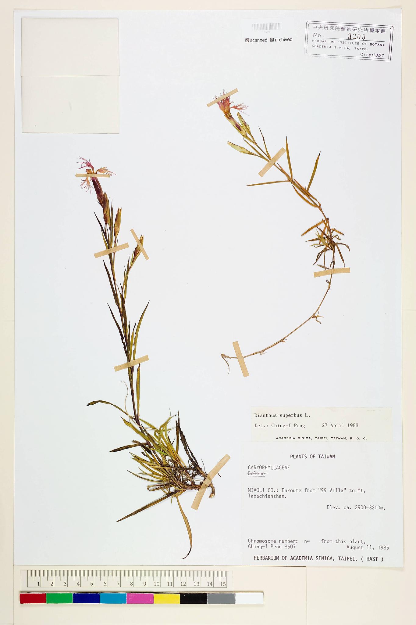 Sample image for viewer