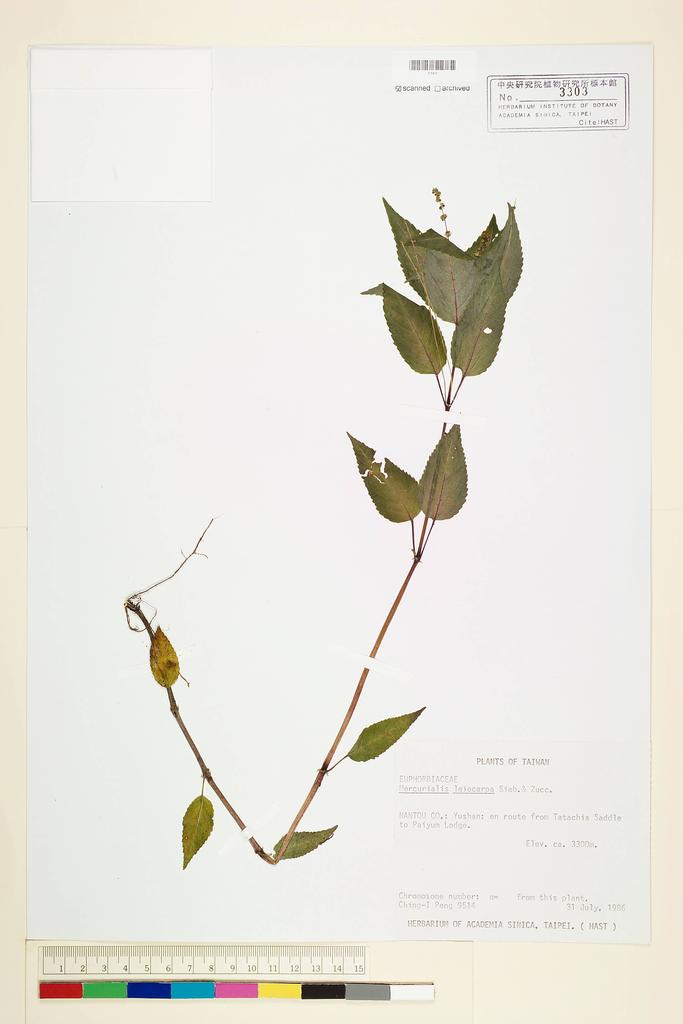 <Unit #24684 Peng, Ching-I | 彭鏡毅 | 9514:: | Mercurialis leiocarpa Sieb. & Zucc.>
