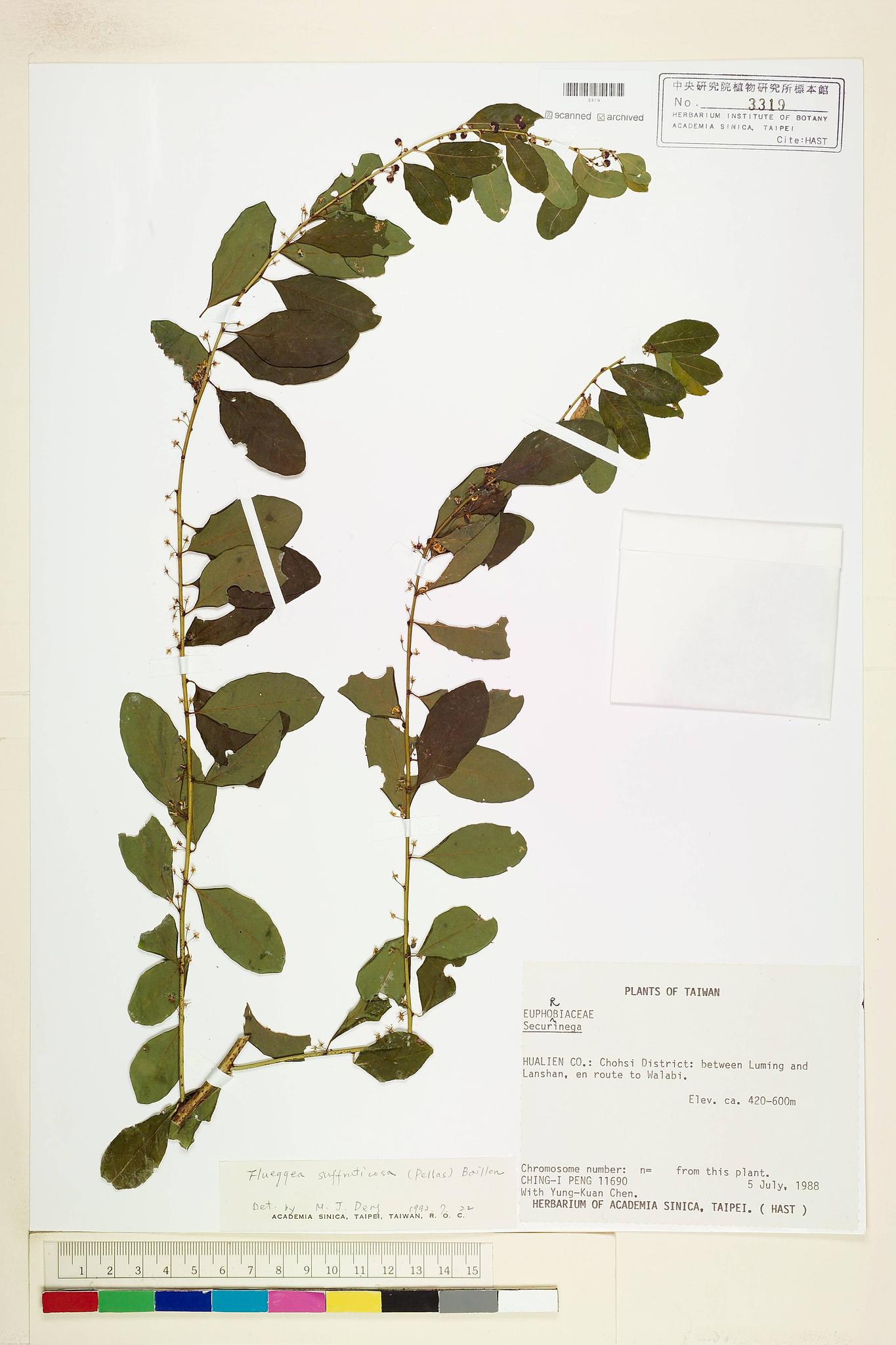 Sample image for viewer