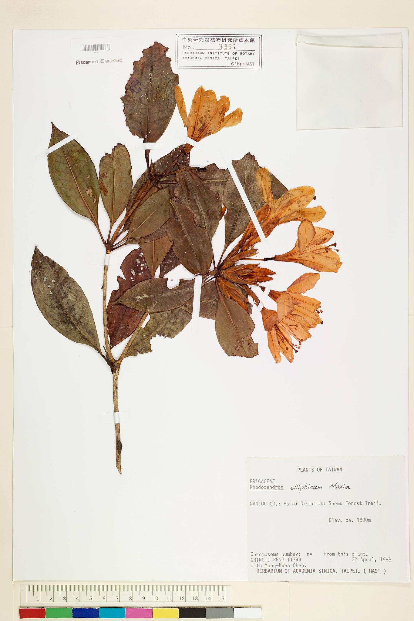 Sample image for viewer