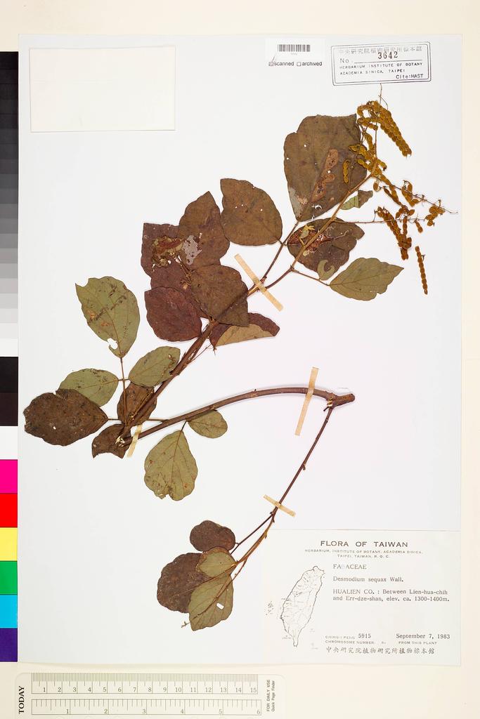 <Unit #17654 Peng, Ching-I | 彭鏡毅 | 5915:: | Desmodium sequax Wall.>