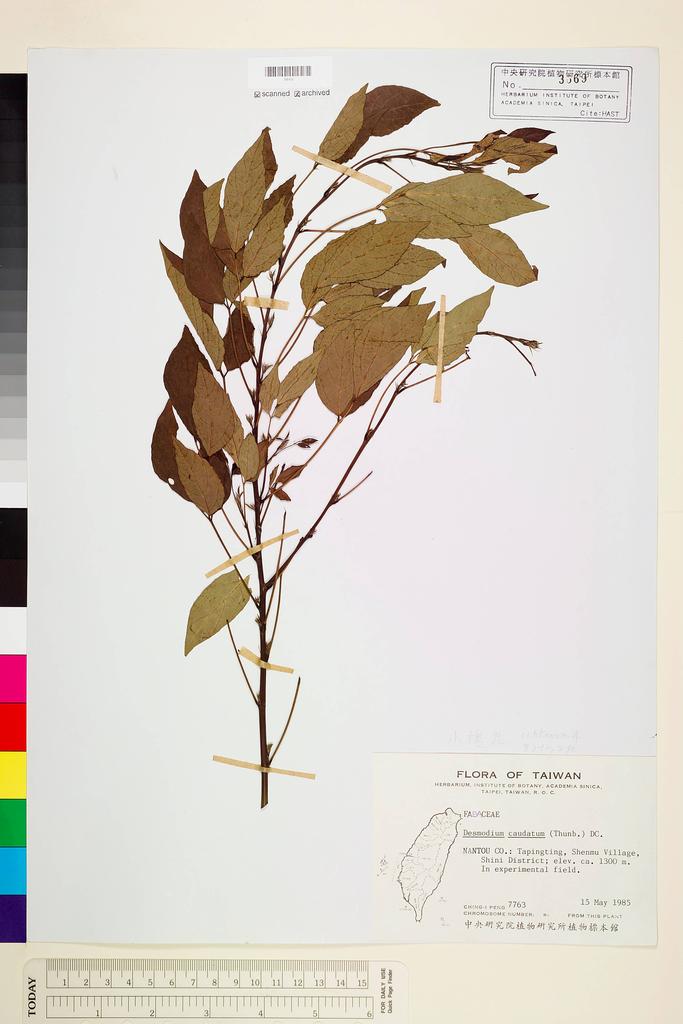 <Unit #19658 Peng, Ching-I | 彭鏡毅 | 7763:: | Desmodium caudatum (Thunb. ex Murray) DC.>