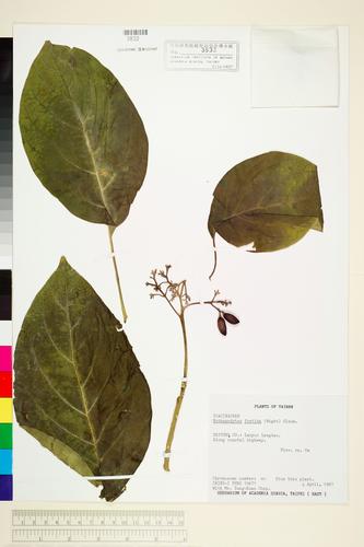 Nothapodytes foetida (Wight) Sleum.
