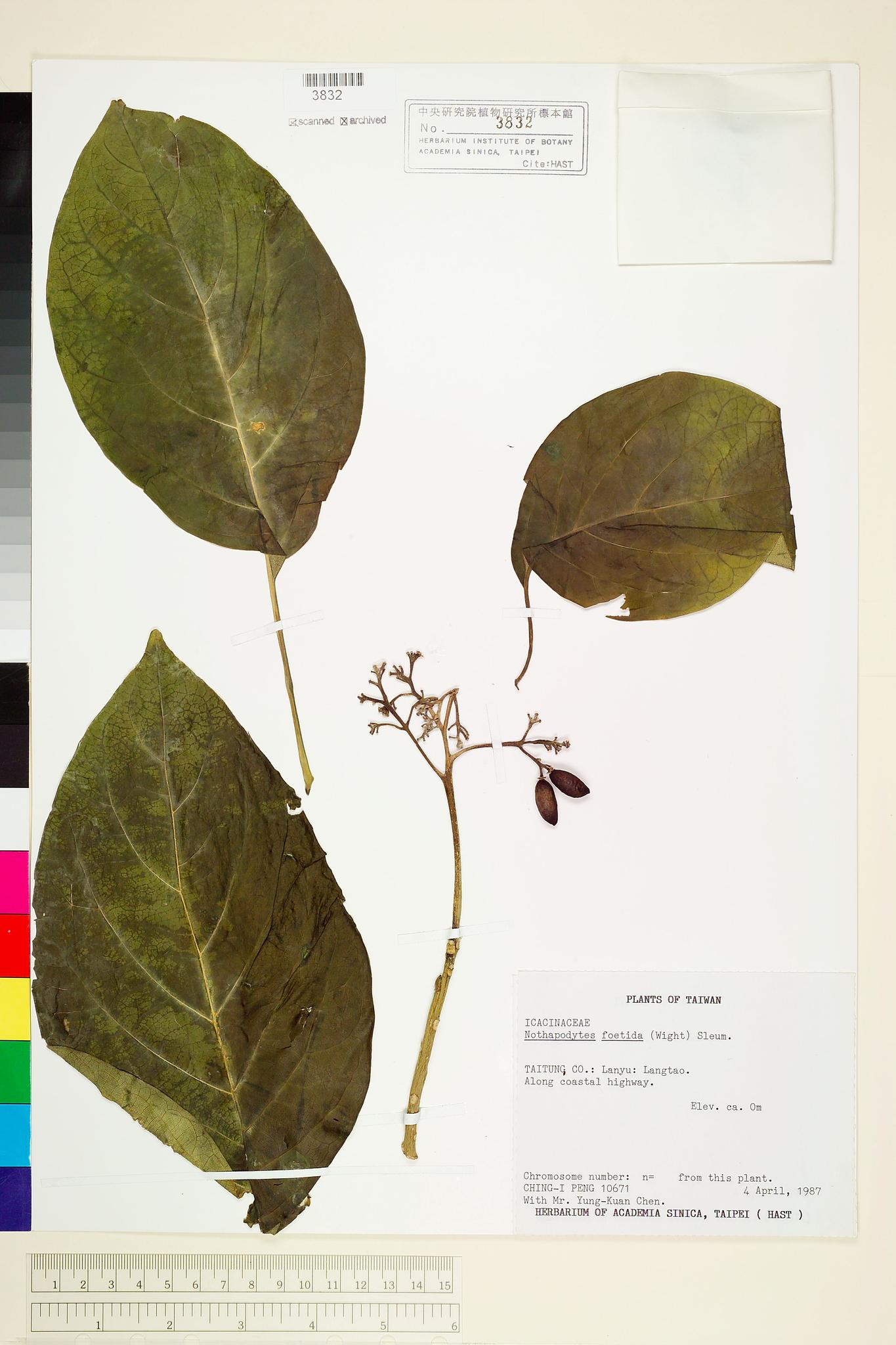 Specimen image