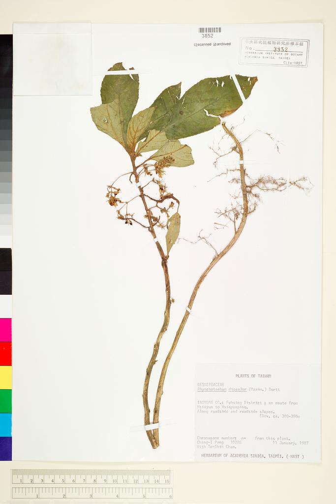 <Unit #22512 Peng, Ching-I | 彭鏡毅 | 10288:: | Rhynchotechum discolor (Maxim.) B. L. Burtt>