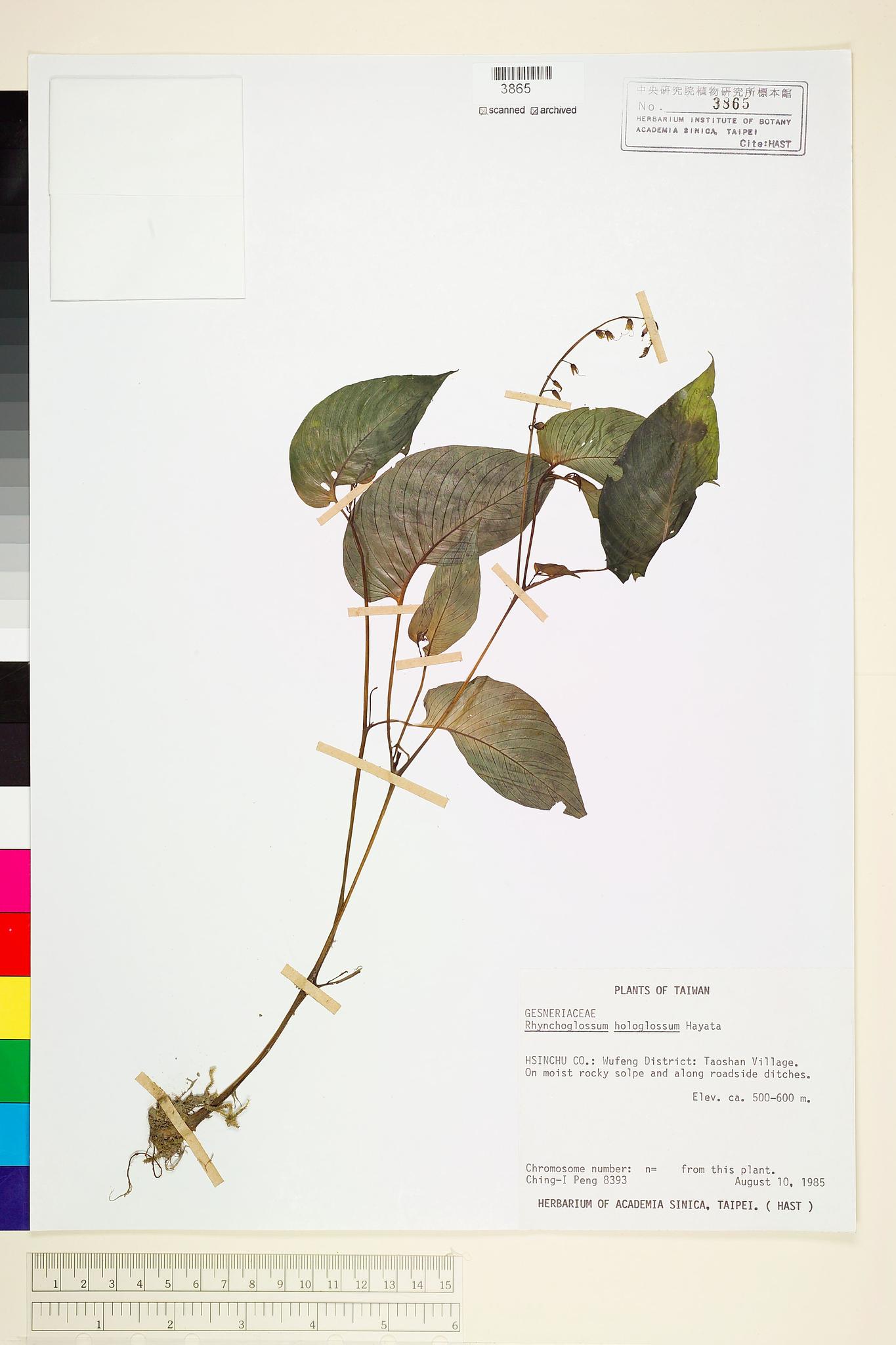 Sample image for viewer