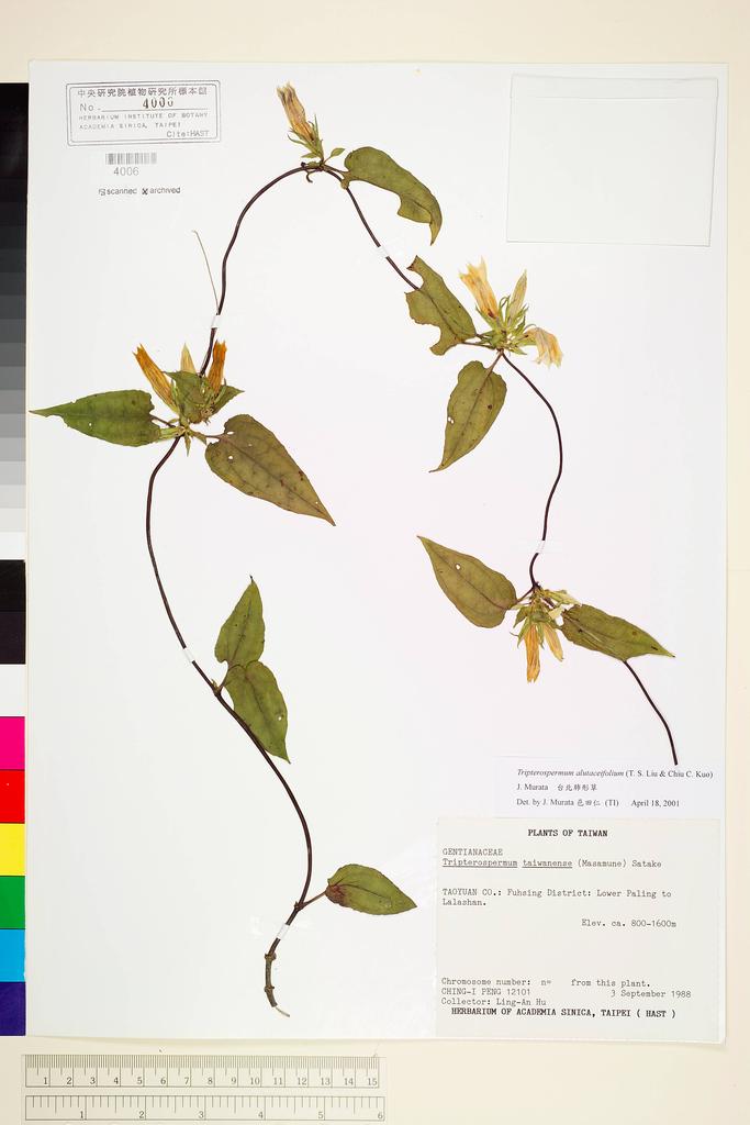 <Unit #24936 Peng, Ching-I | 彭鏡毅 | 12101:: | Tripterospermum alutaceifolium (T. S. Liu & Chiu C. Kuo) J. Murata>