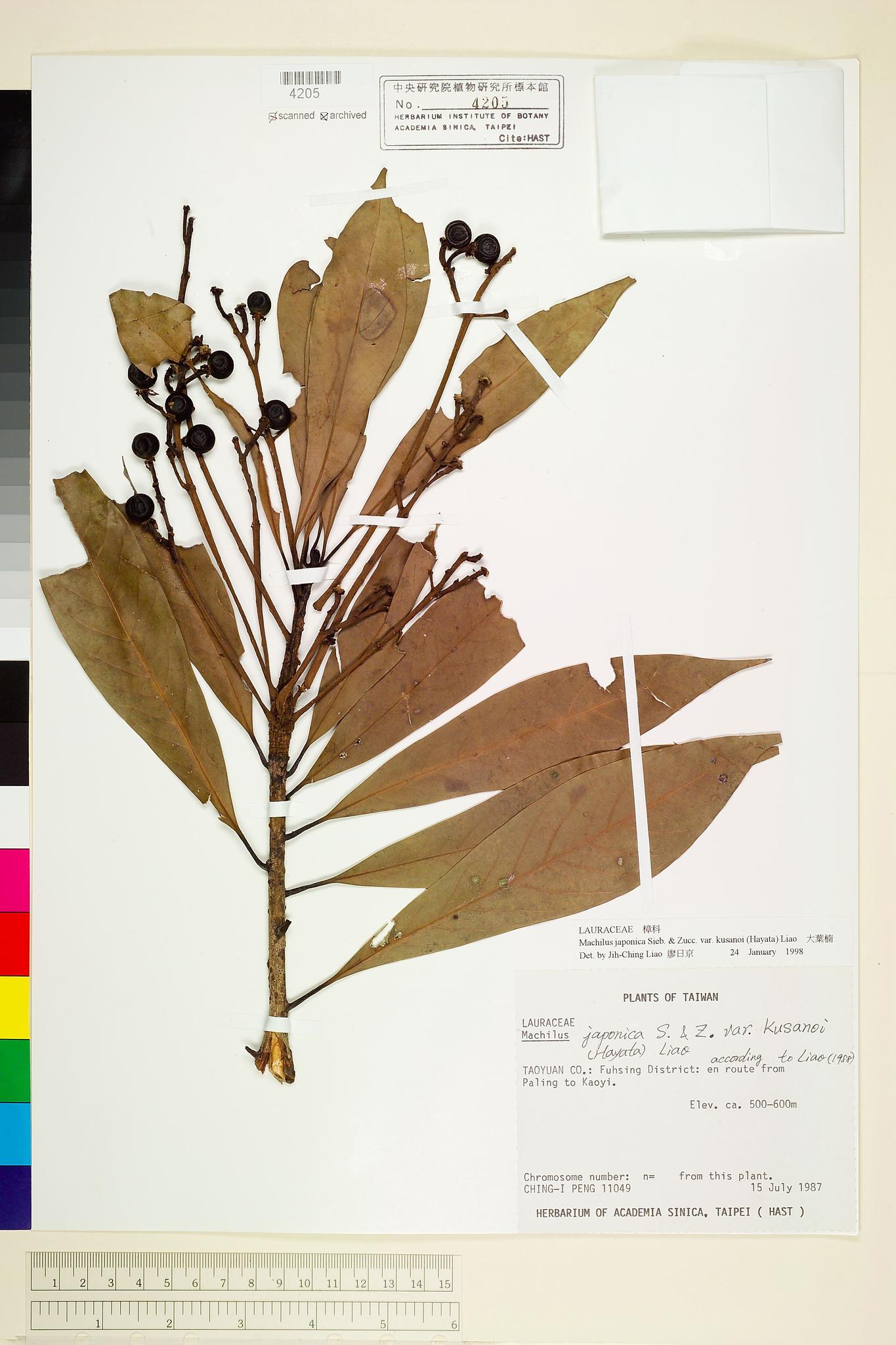 Sample image for viewer