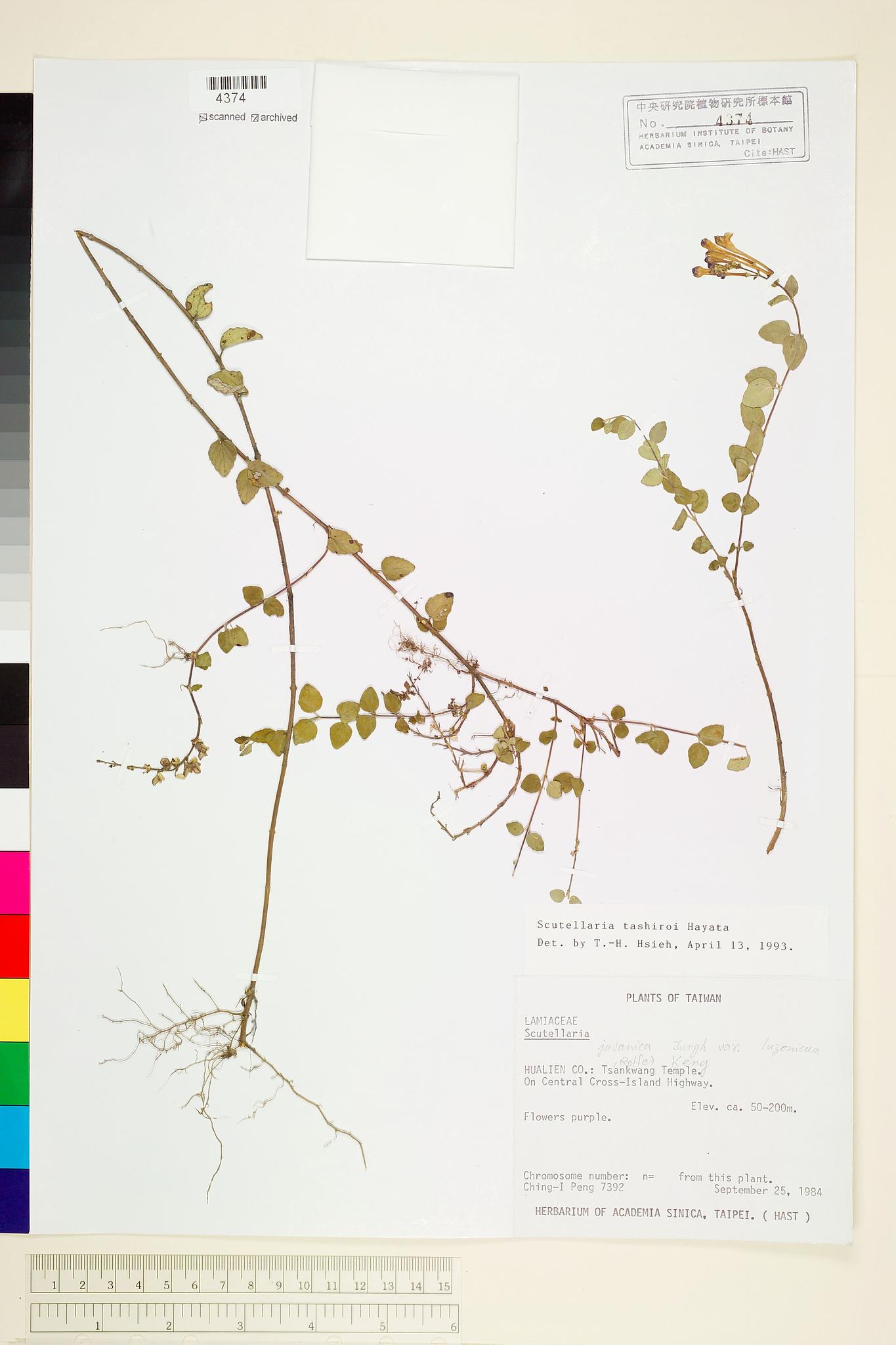 Sample image for viewer