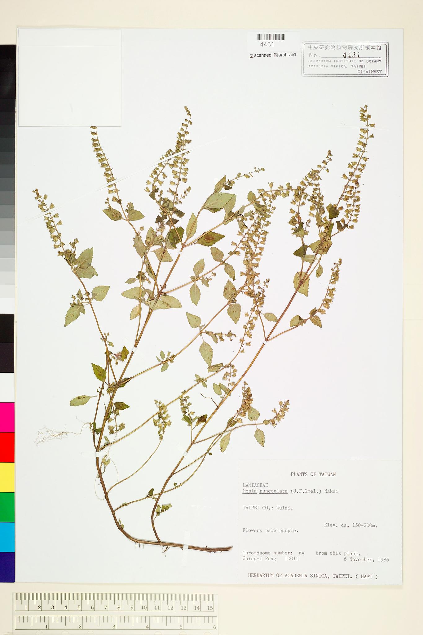 Sample image for viewer