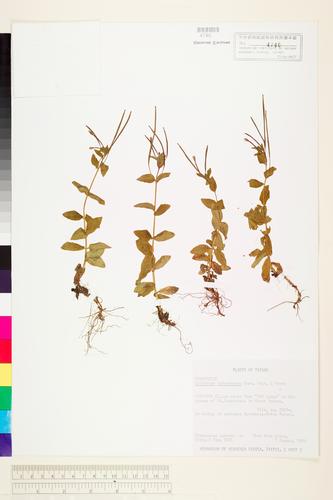 Epilobium taiwanianum Chen, Hoch & Raven
