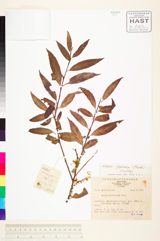 <Unit #68135 Liu, T. S. |  | 359:: | Maesa japonica (Thunb.) Moritzi ex Zoll.>