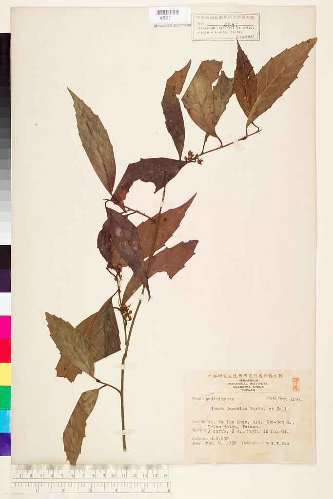 <Unit #68129 Kao, Muh-Tsuen | 高木村 | 3195:: | Maesa japonica (Thunb.) Moritzi ex Zoll.>