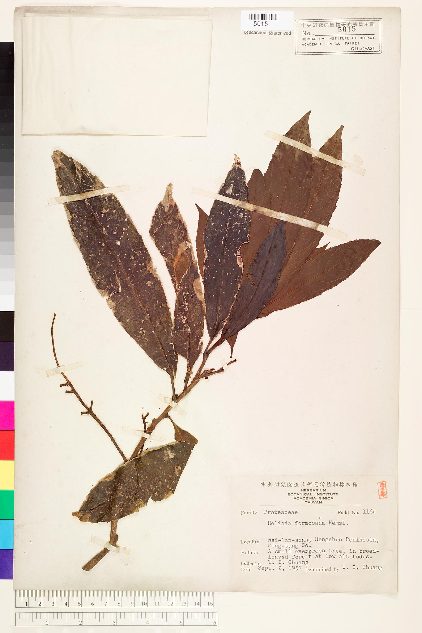 Sample image for viewer