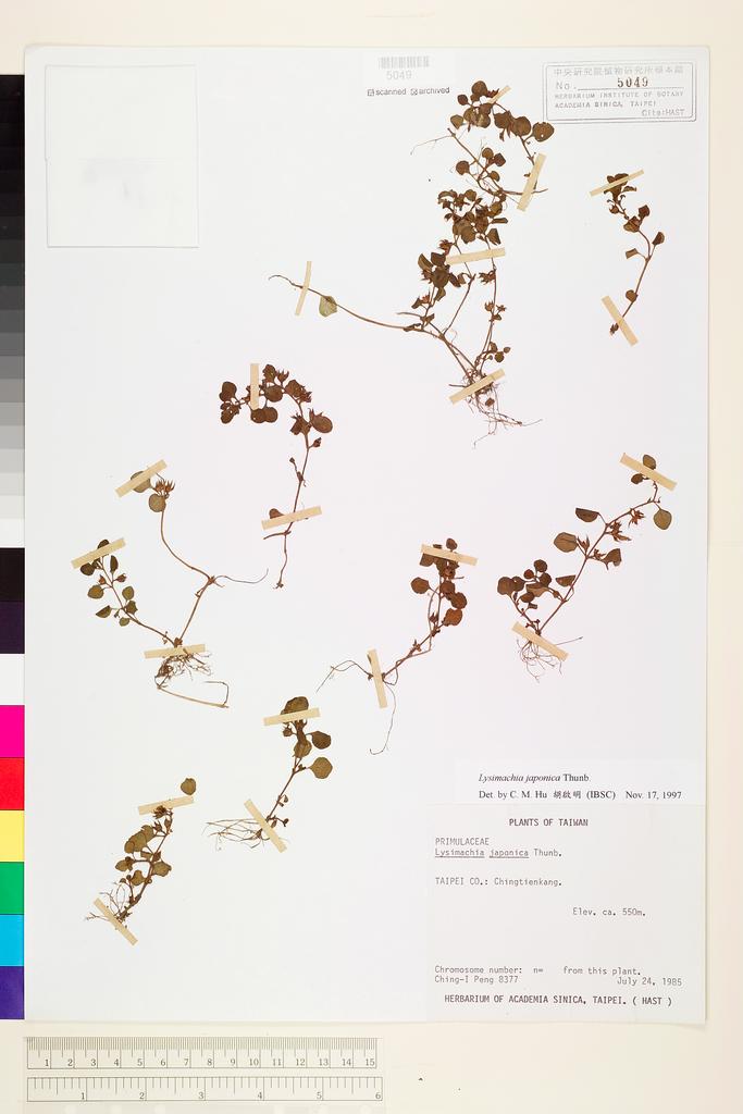 <Unit #20855 Peng, Ching-I | 彭鏡毅 | 8377:: | Lysimachia japonica Thunb.>