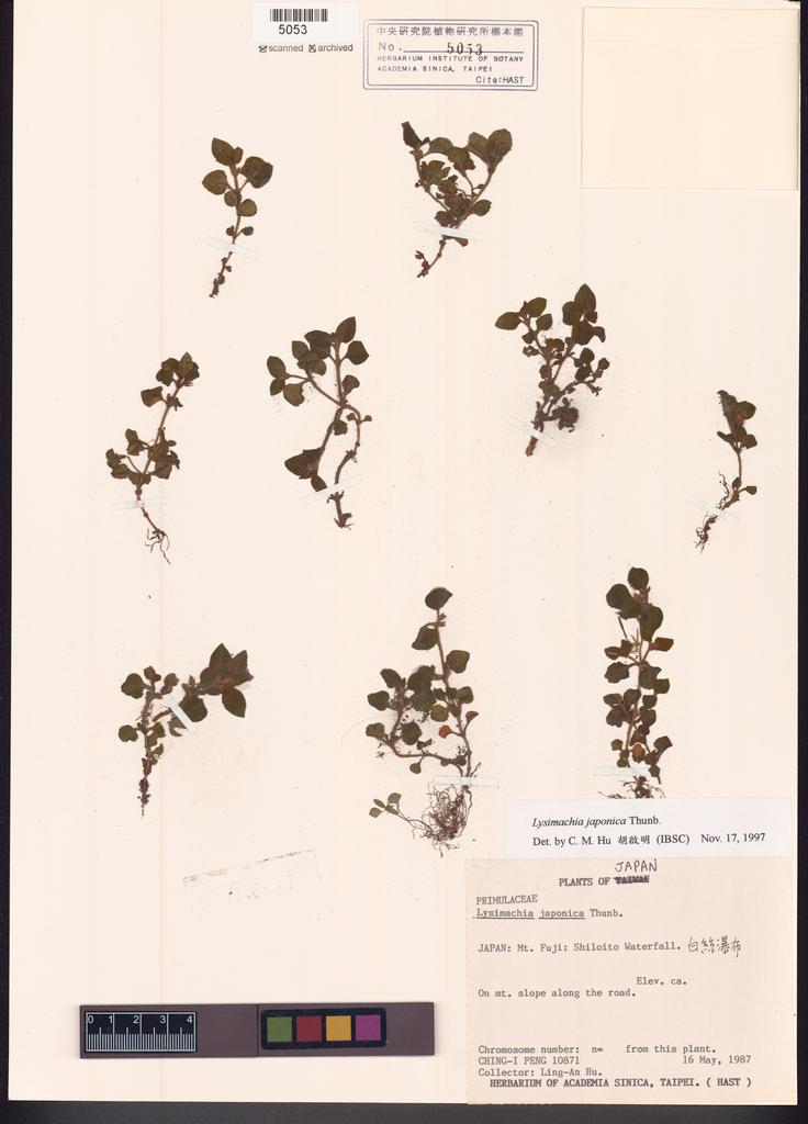 <Unit #122565 Peng, Ching-I | 彭鏡毅 | 10871:: | Lysimachia japonica Thunb.>