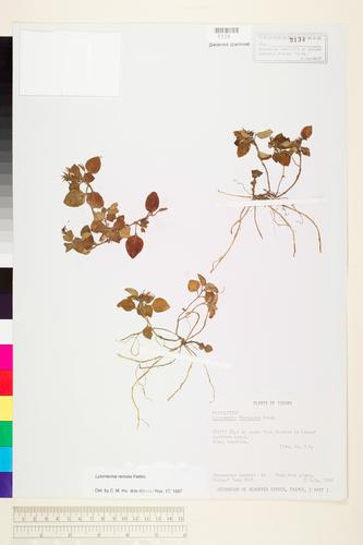Lysimachia remota Petitm.