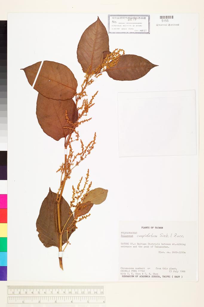 <Unit #23511 Peng, Ching-I | 彭鏡毅 | 11760:: | Polygonum cuspidatum Sieb. & Zucc.>