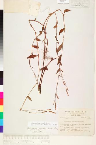 Polygonum longisetum De Bruyn