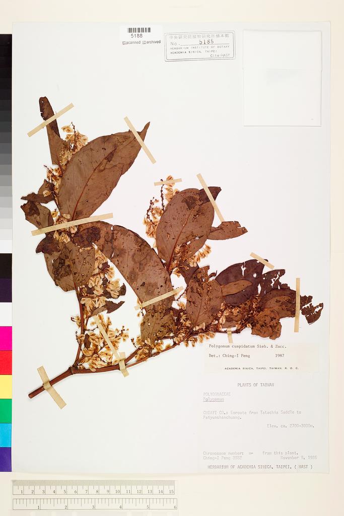 <Unit #21244 Peng, Ching-I | 彭鏡毅 | 8982:: | Polygonum cuspidatum Sieb. & Zucc.>