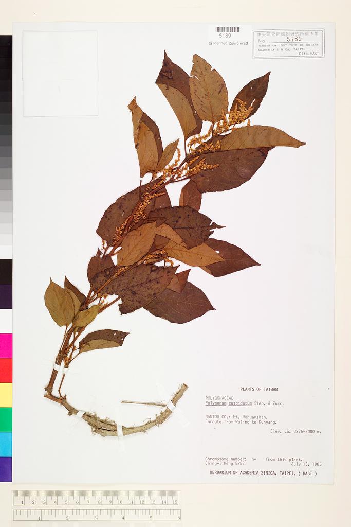 <Unit #16293 Peng, Ching-I | 彭鏡毅 | 8287:: | Polygonum cuspidatum Sieb. & Zucc.>