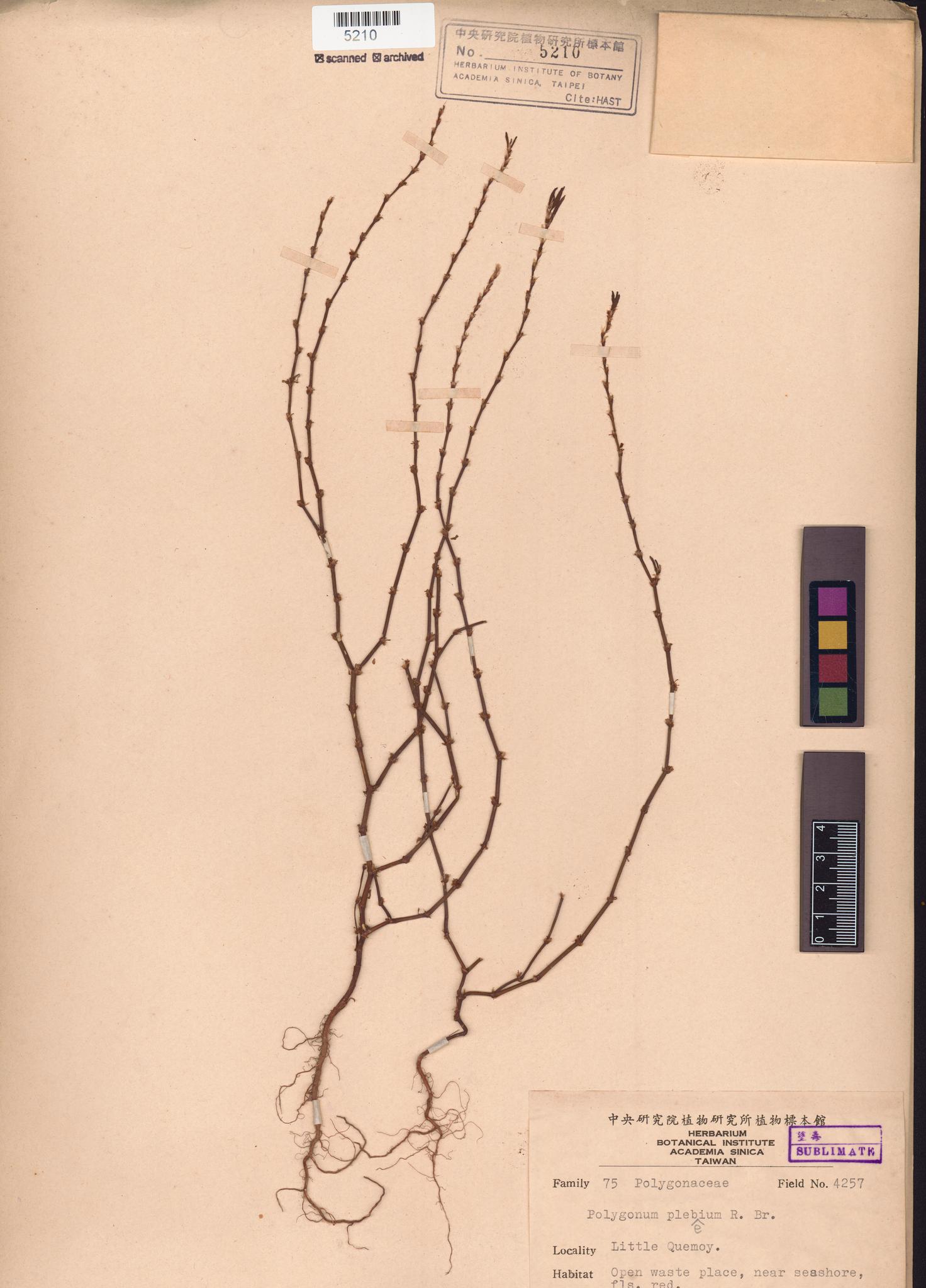 Sample image for viewer