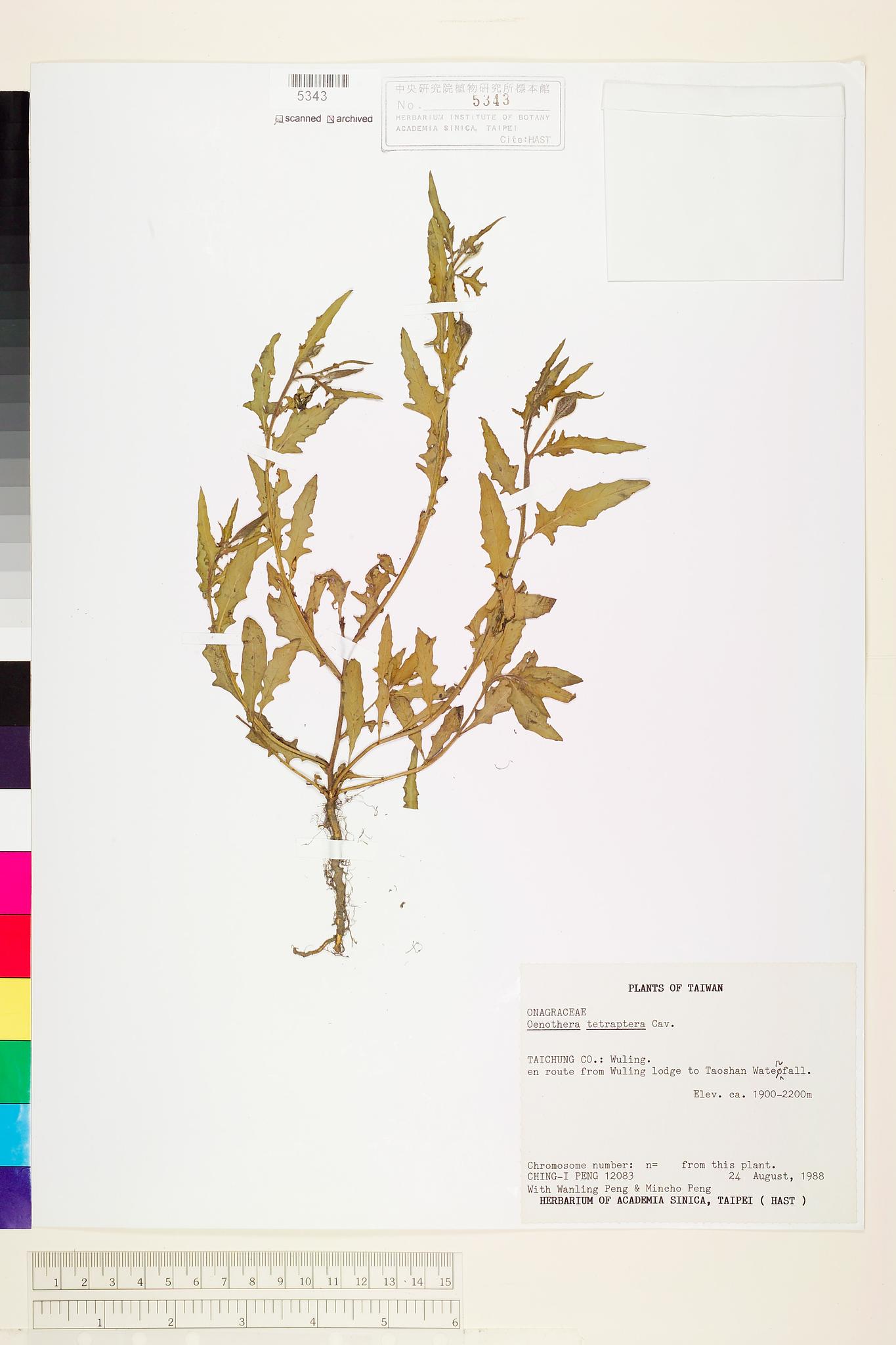 Sample image for viewer