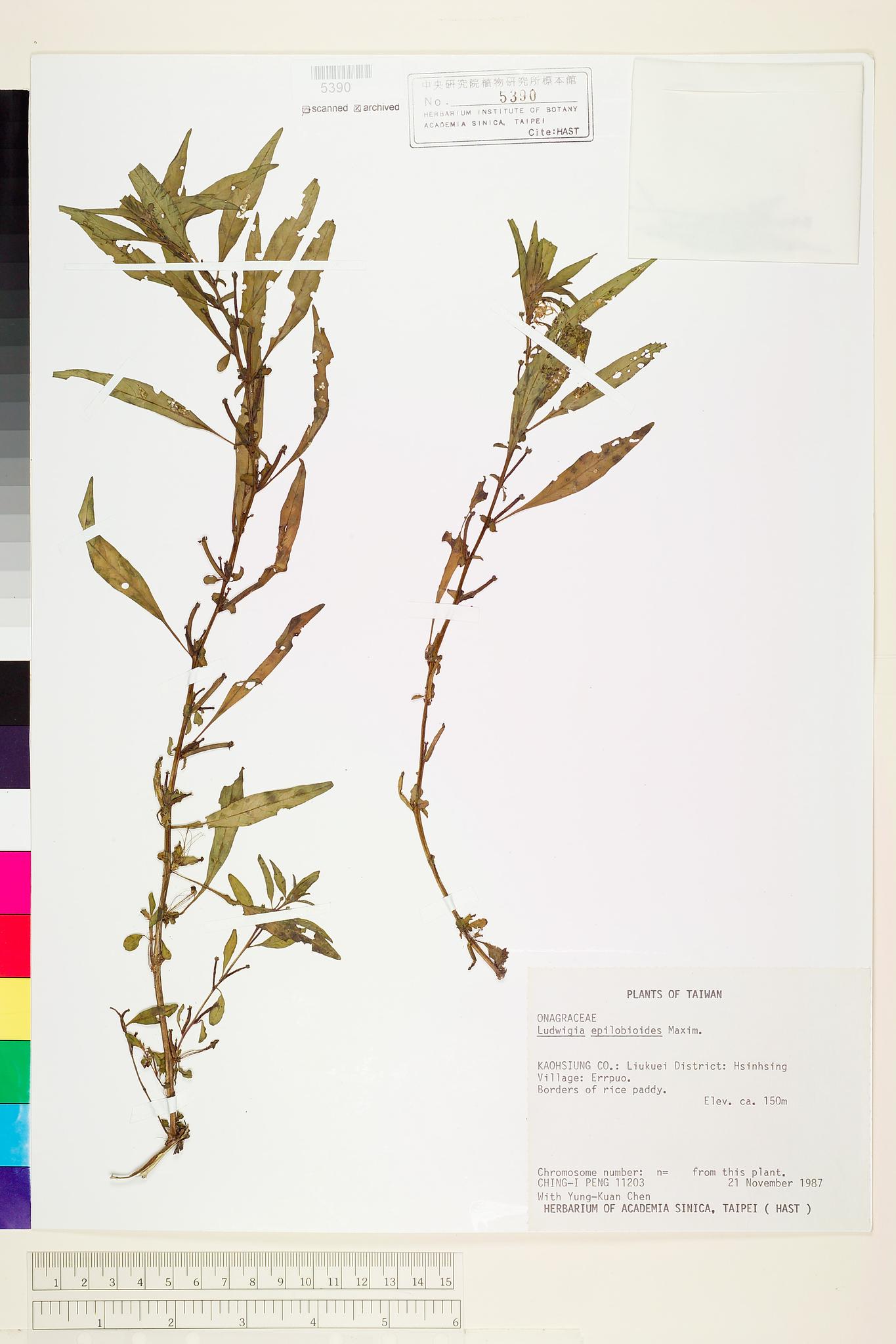 Sample image for viewer