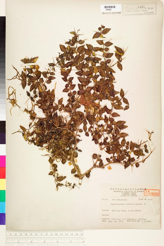 <Unit #71592 Kao, Muh-Tsuen | 高木村 | 4705:: | Damnacanthus indicus Gaertn.>