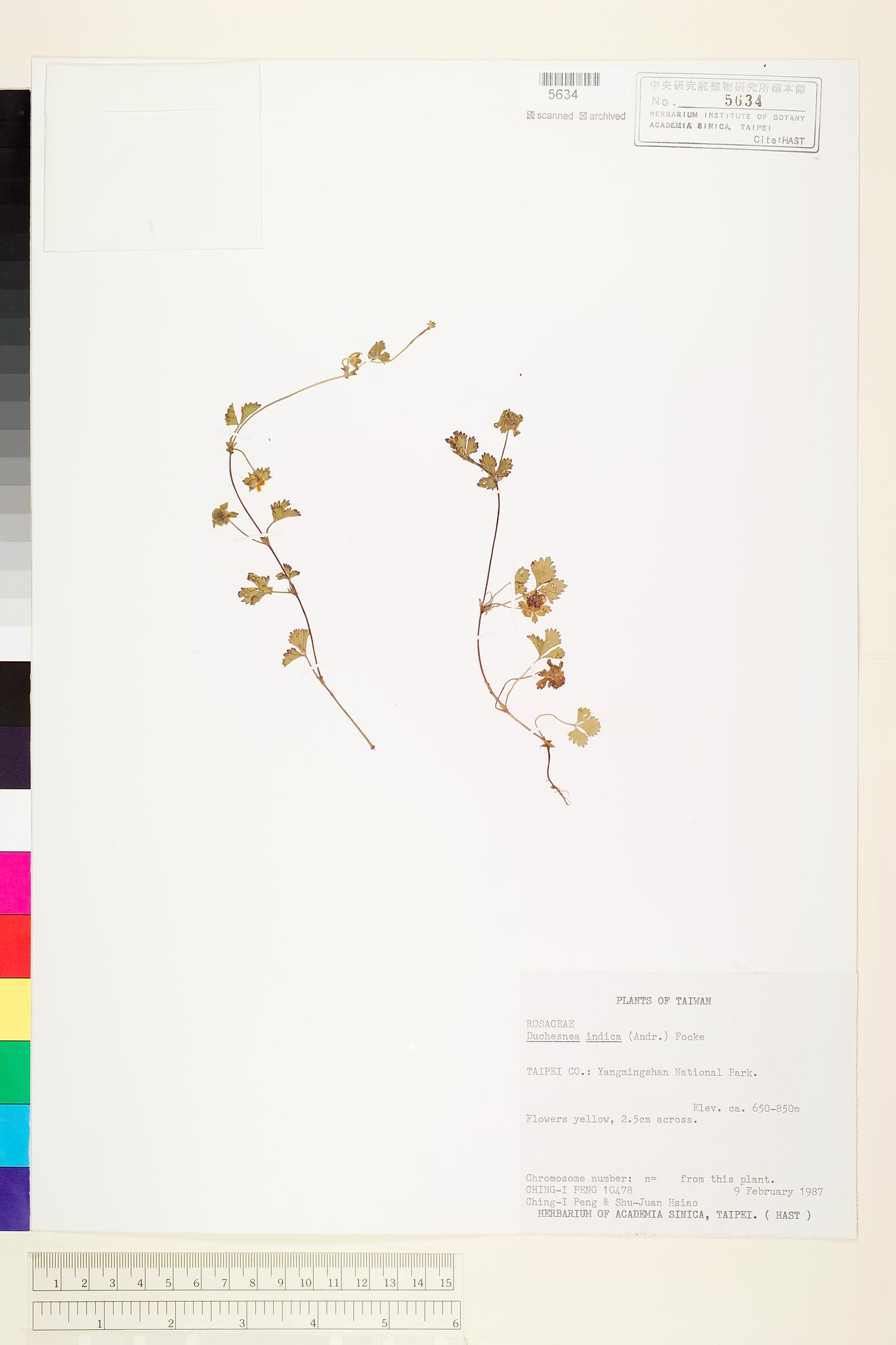 Sample image for viewer