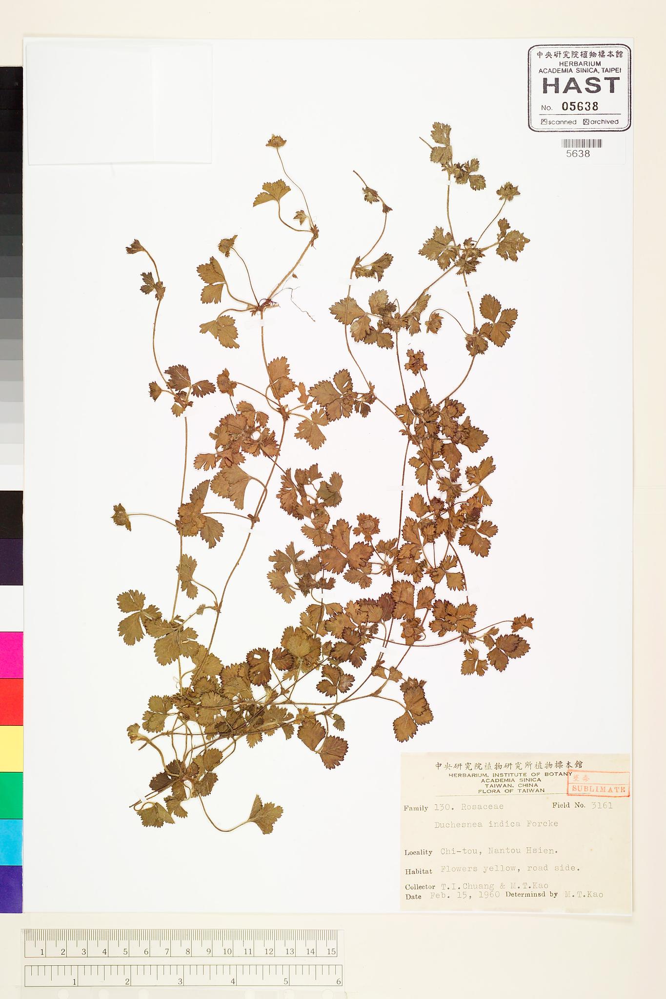 Sample image for viewer