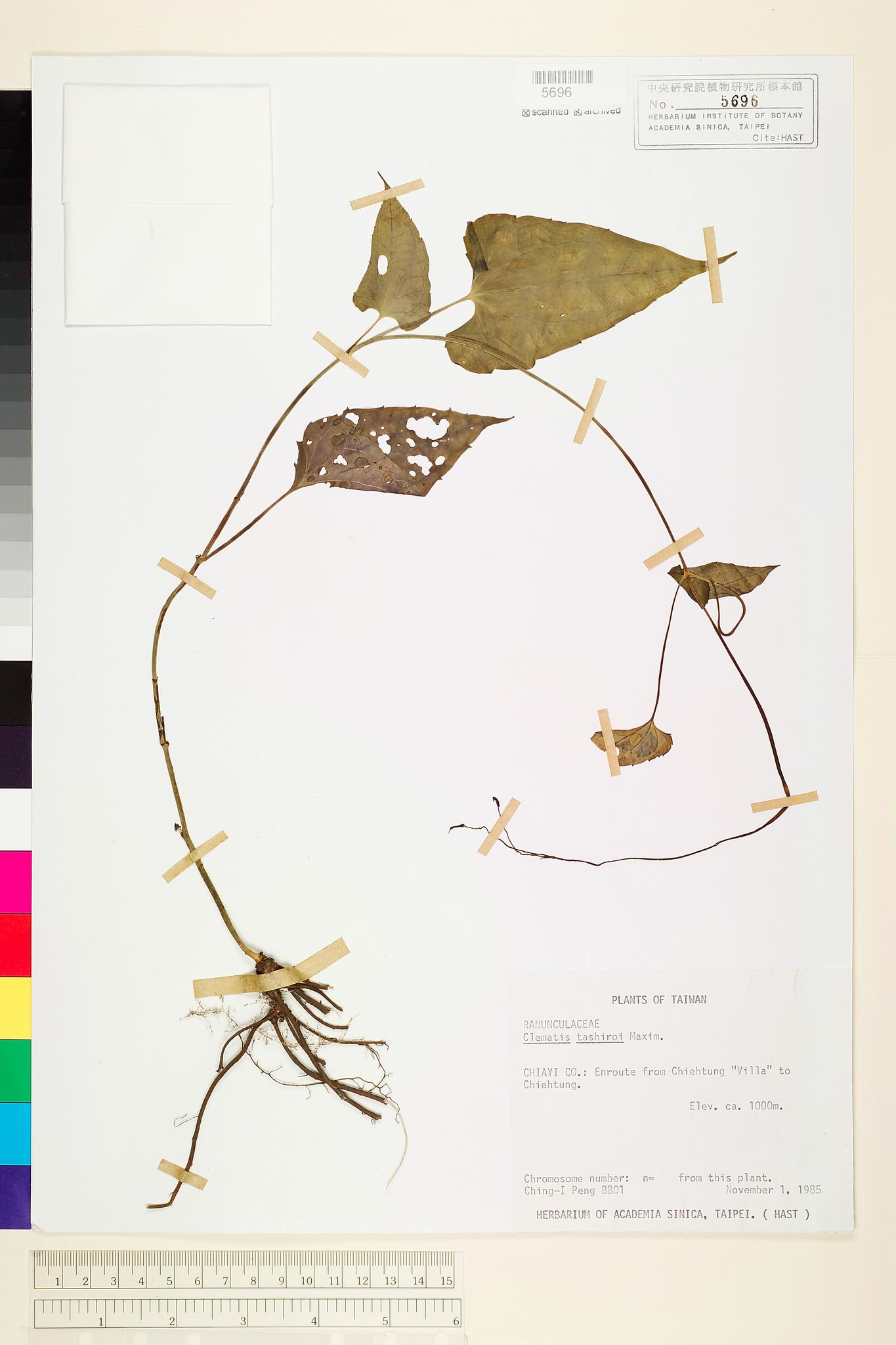 Sample image for viewer