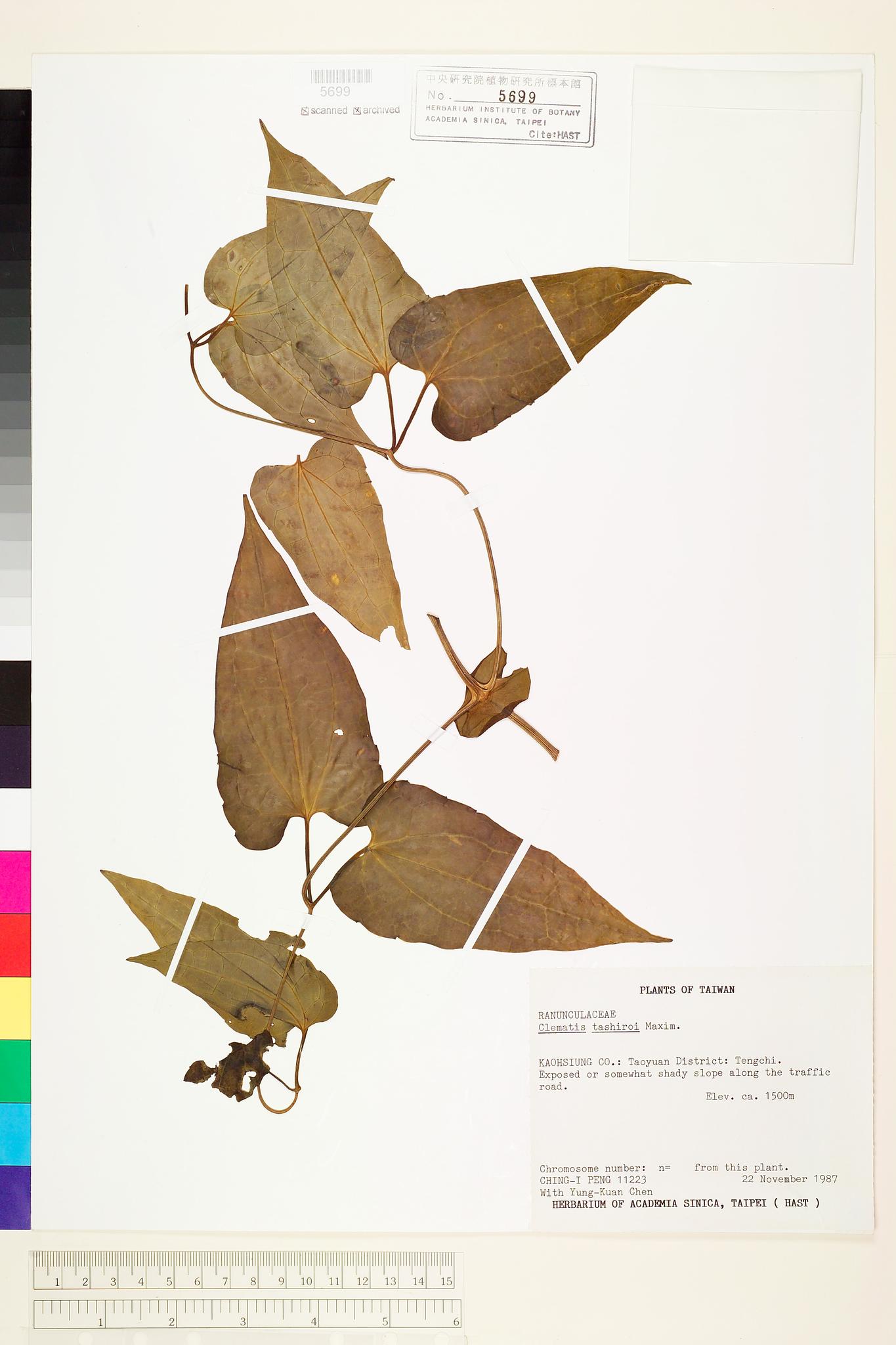 Sample image for viewer