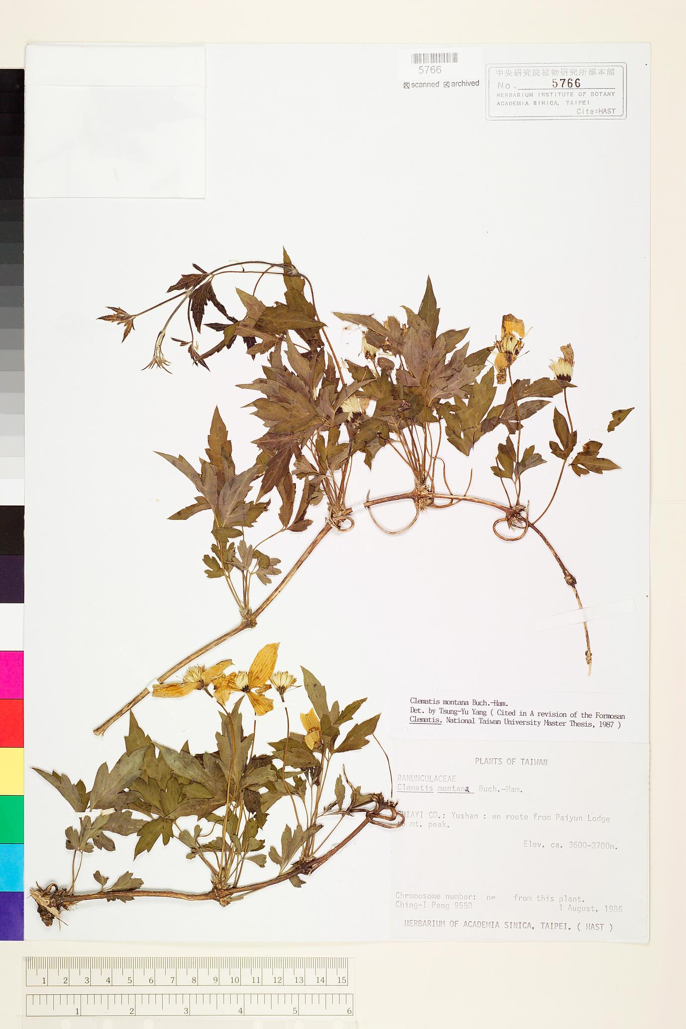 Sample image for viewer