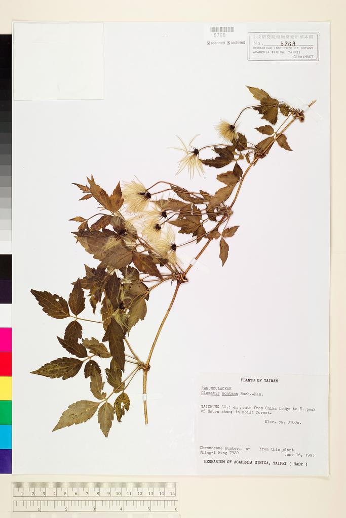 <Unit #18302 Peng, Ching-I | 彭鏡毅 | 7920:: | Clematis montana Buch.-Ham. ex DC.>
