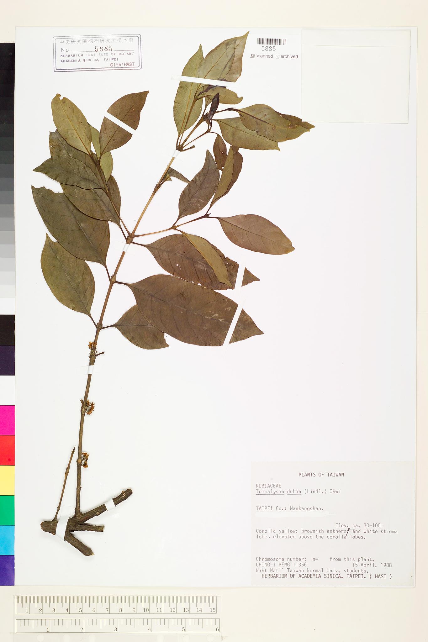 Sample image for viewer