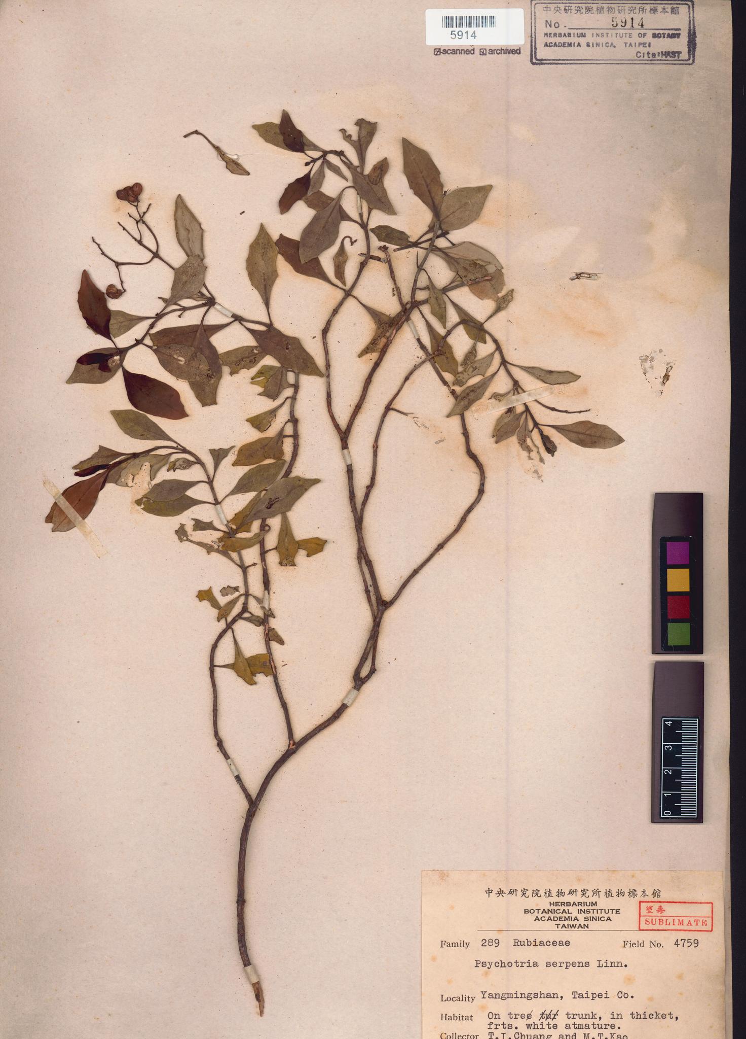 Sample image for viewer