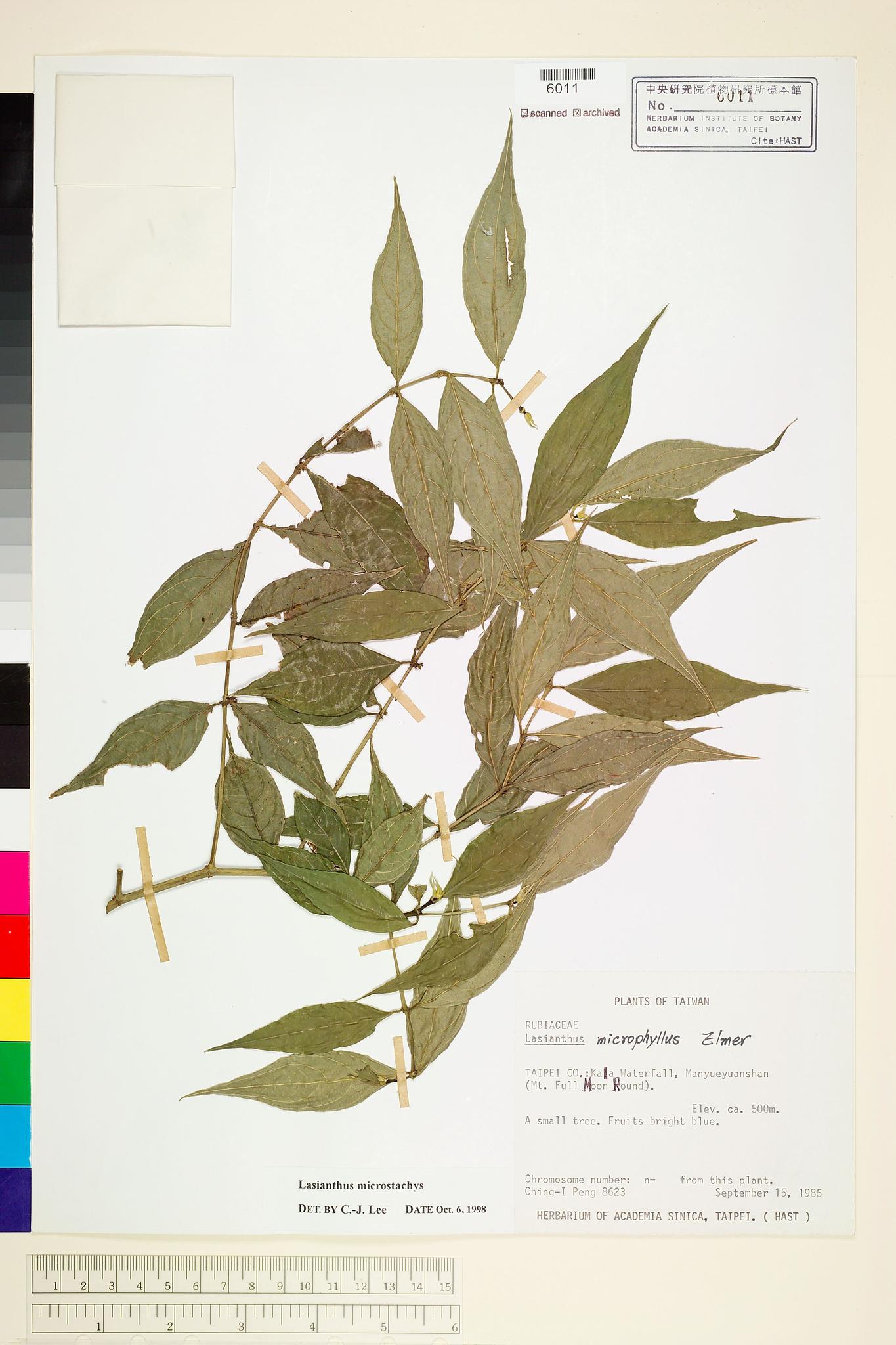 Sample image for viewer