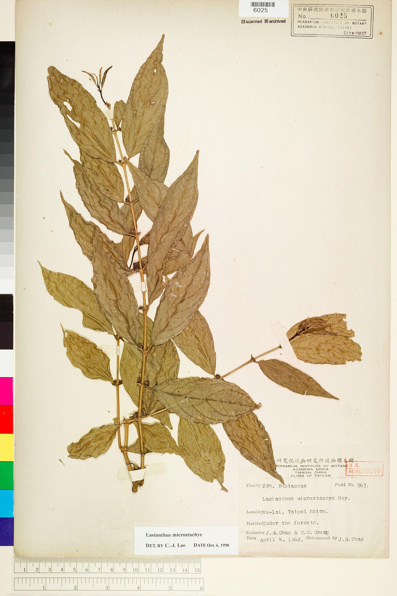 Sample image for viewer