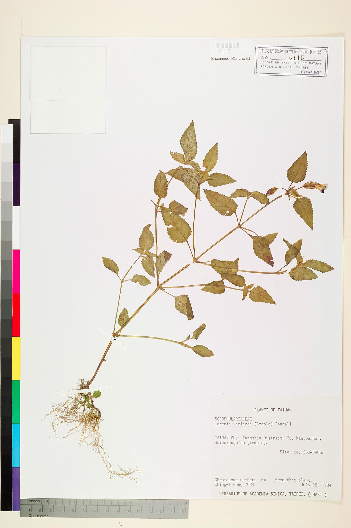 Sample image for viewer