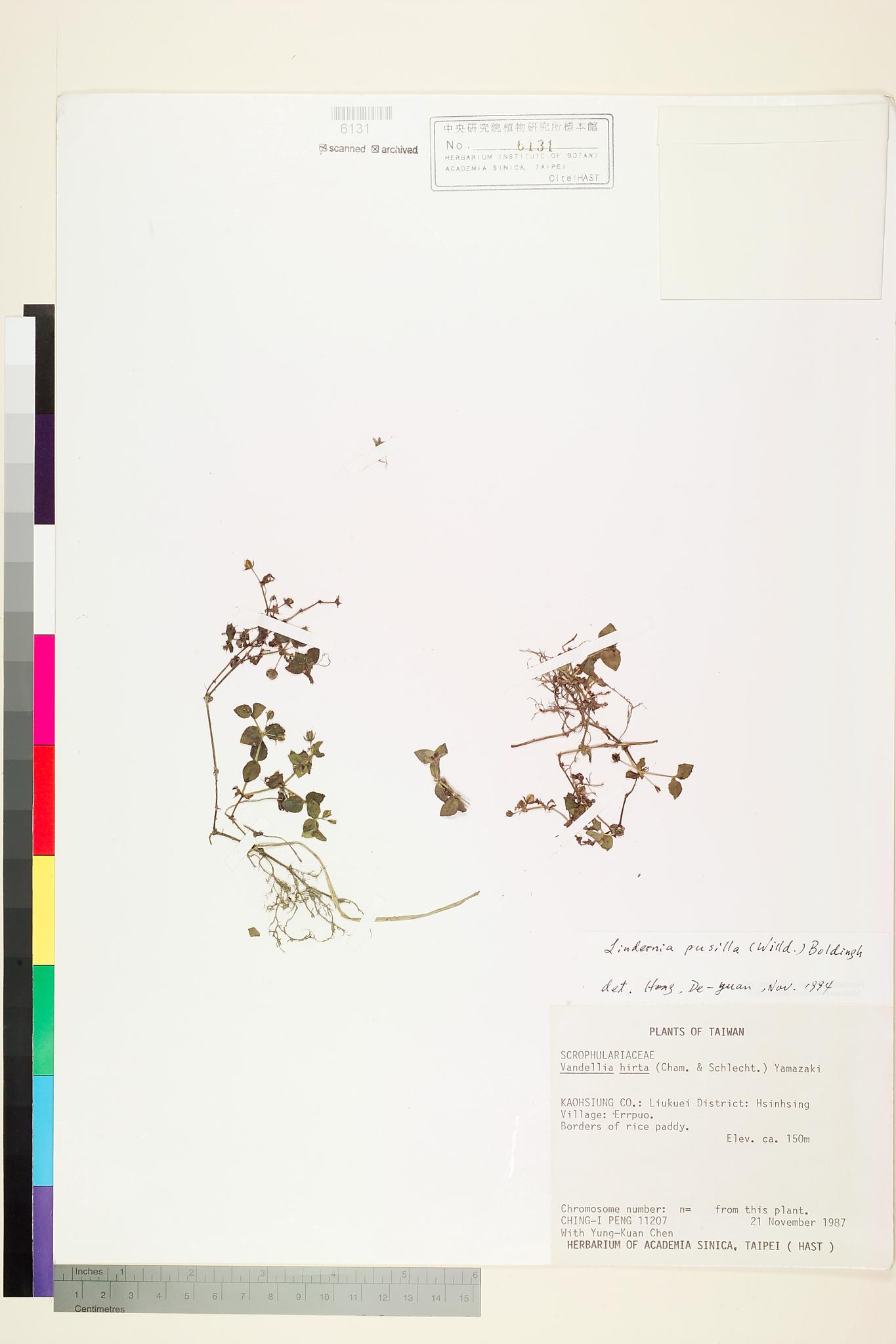 Sample image for viewer