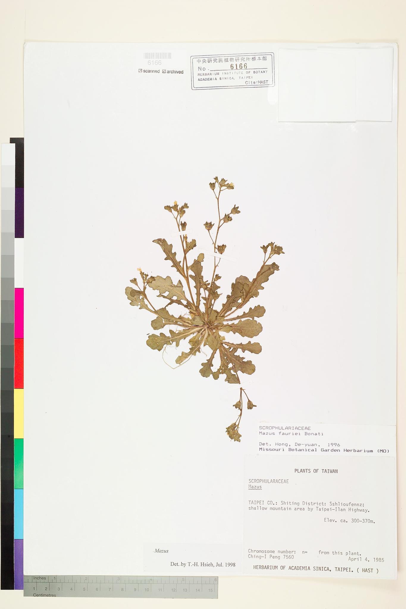 Sample image for viewer