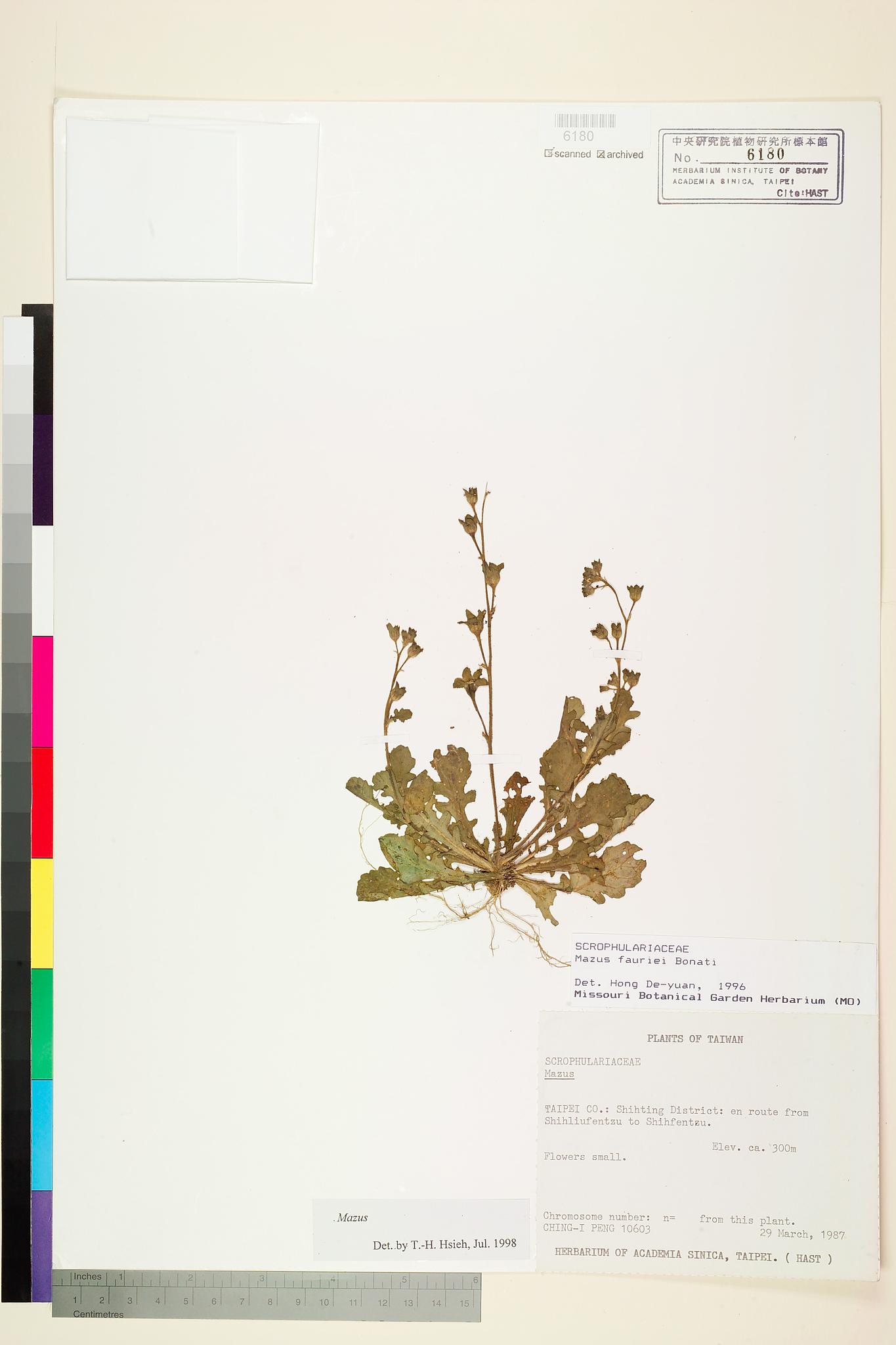 Sample image for viewer