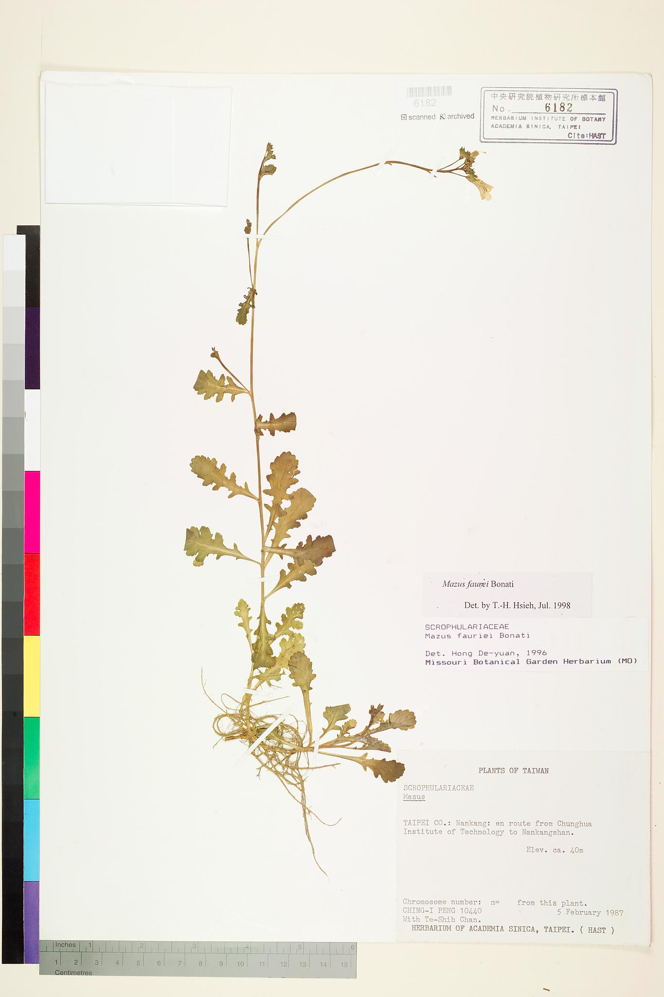 Sample image for viewer