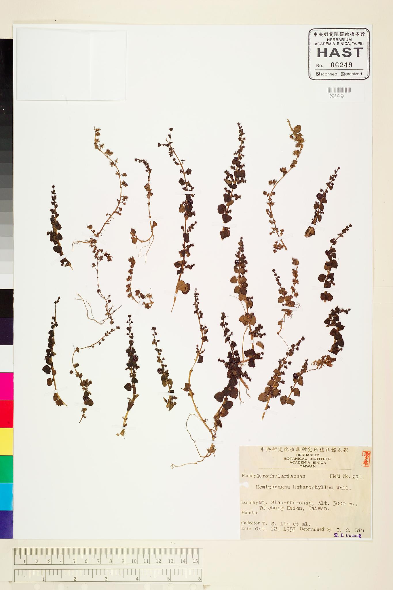 Sample image for viewer