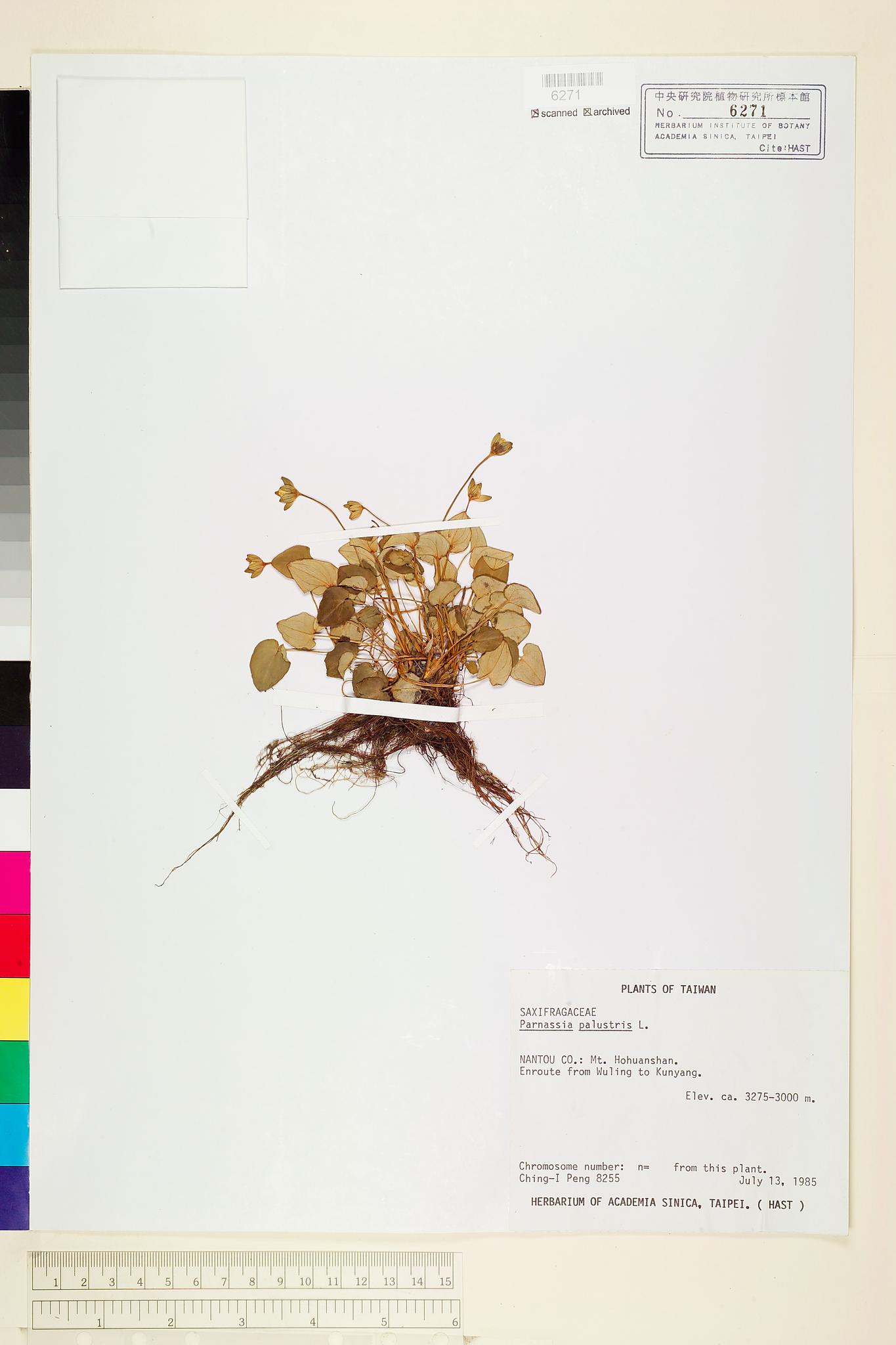 Sample image for viewer