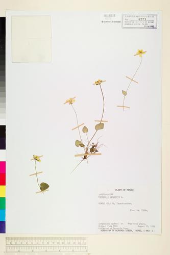 Parnassia palustris L.